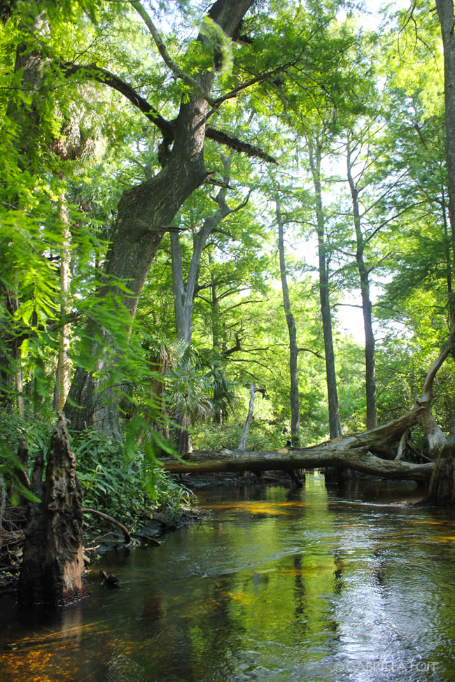 Landscapes in Florida