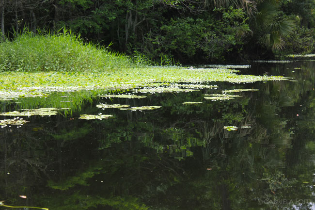 Landscaping in South Florida