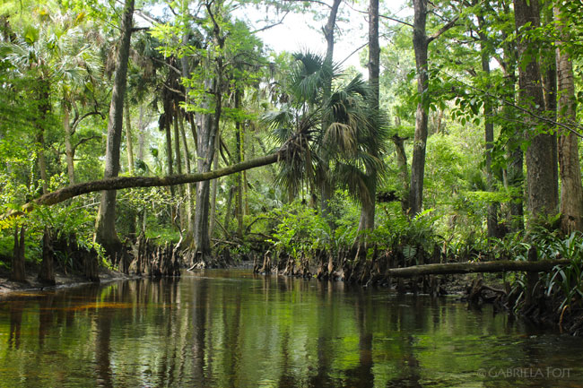 Florida landscapes and gardens