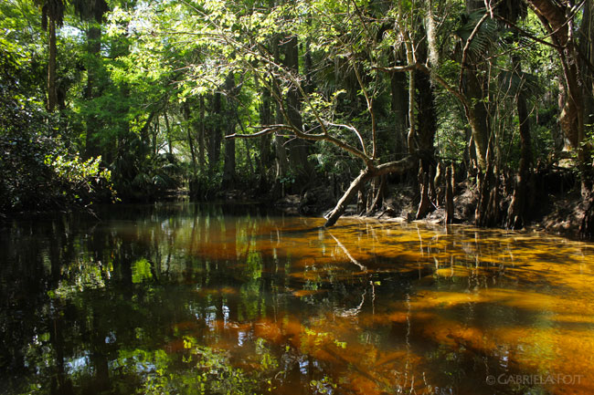 Landscapes in Florida