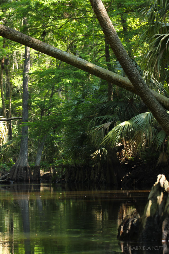 Landscapes in South Florida