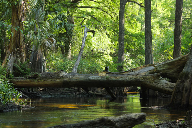 Landscape design in Florida