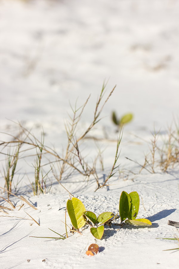 Landscaping and garden ideas in South Florida