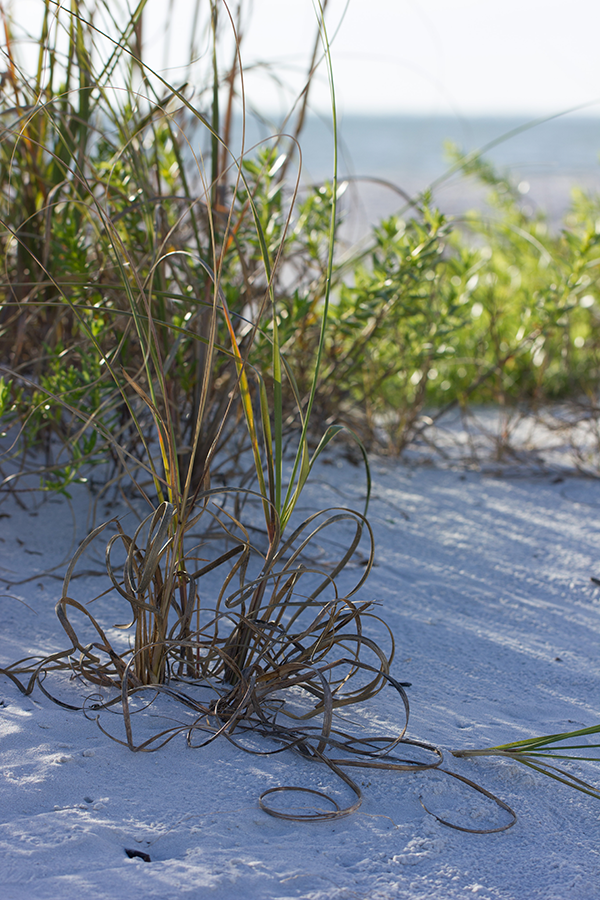 Landscaping and garden ideas in South Florida