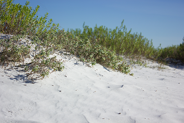 Landscaping and garden ideas in South Florida