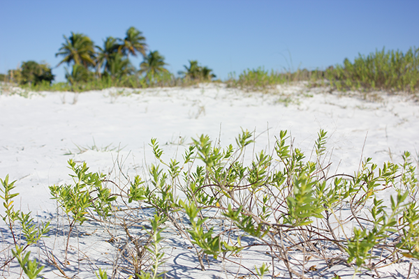 Landscaping and garden ideas in South Florida