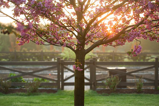 Landscaping ideas for South Florida