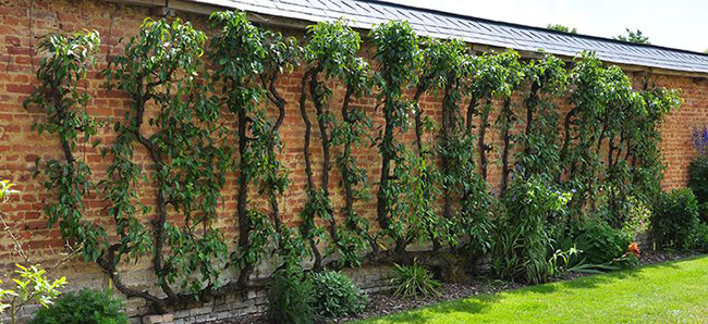 Florida landscaping ideas