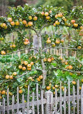 Florida landscaping ideas