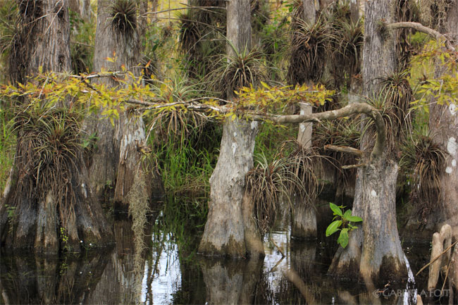 Florida landscape design ideas