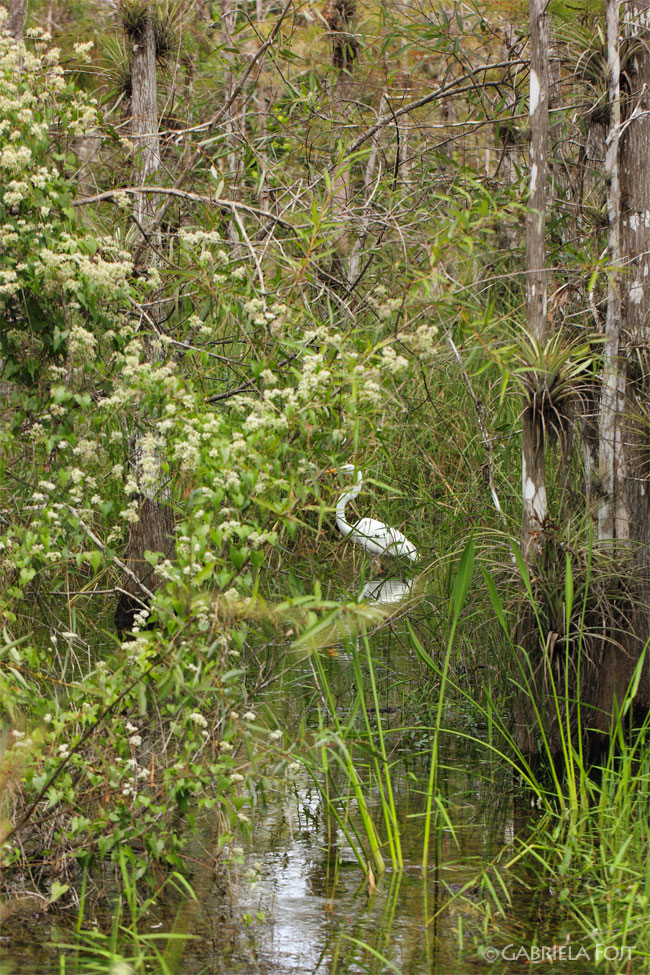 Florida landscape design ideas