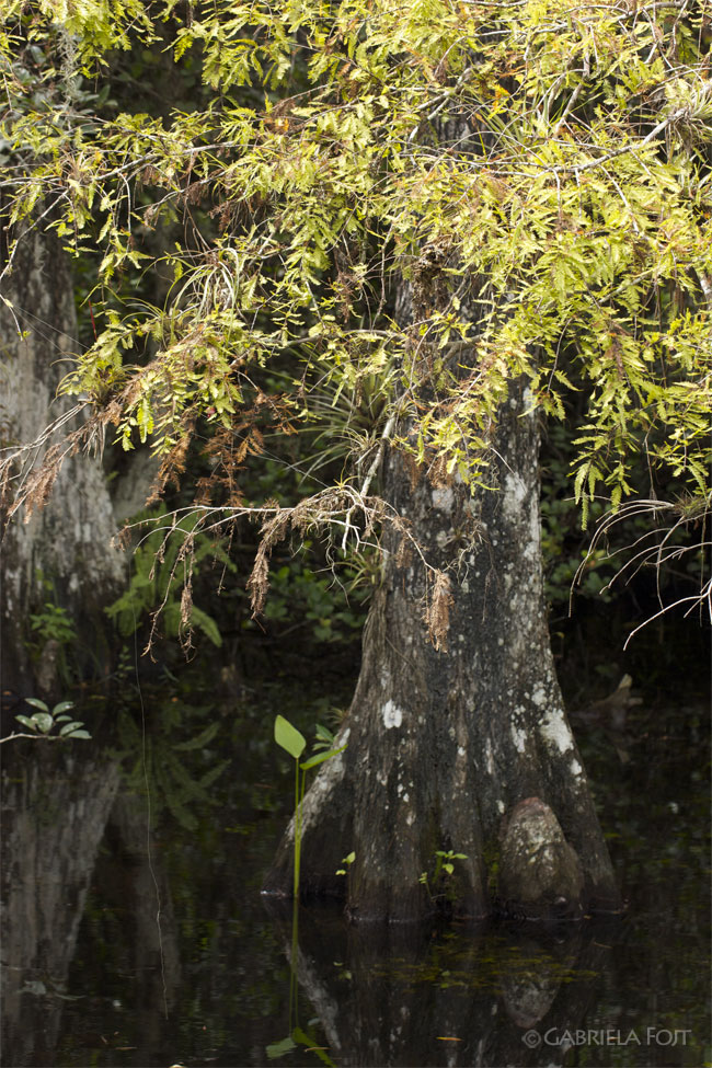 Florida landscape design ideas