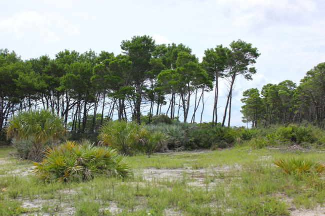 South Florida landscaping ideas