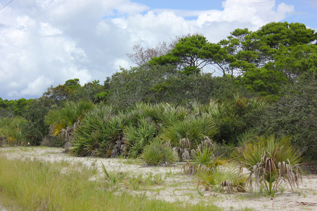 South Florida landscaping ideas