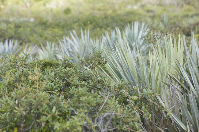 South Florida landscaping ideas