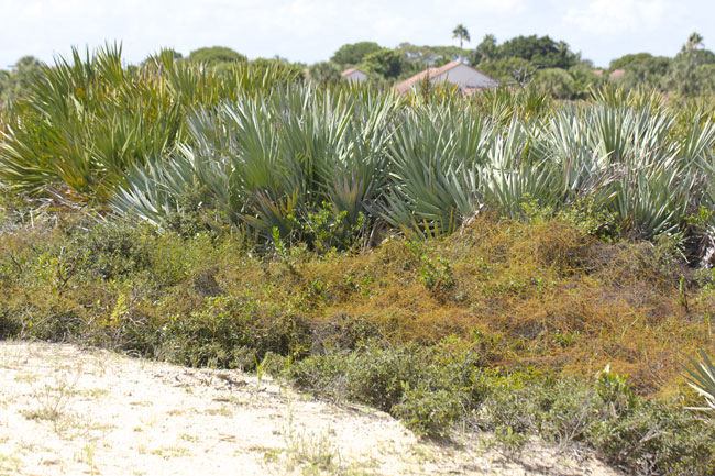 South Florida landscaping ideas