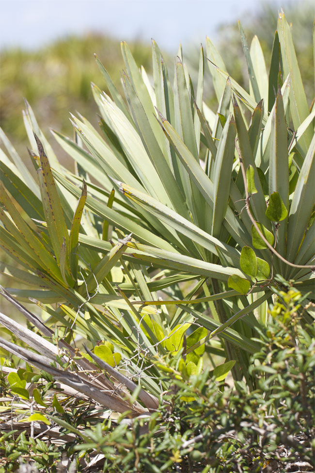 South Florida landscaping ideas