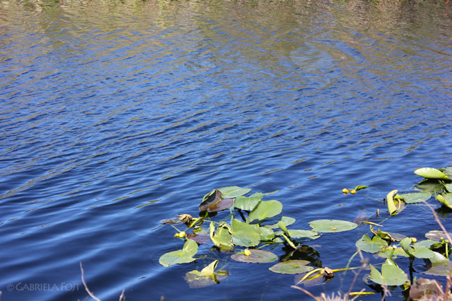 South Florida landscapes
