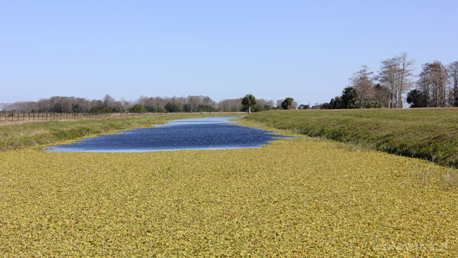 South Floirda landscapes ideas