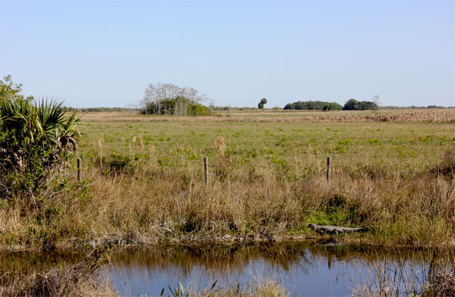 Landscapes ideas in South Florida