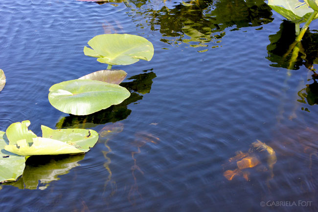 Landscaping in South Florida
