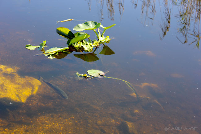 Landscapes in Floirda