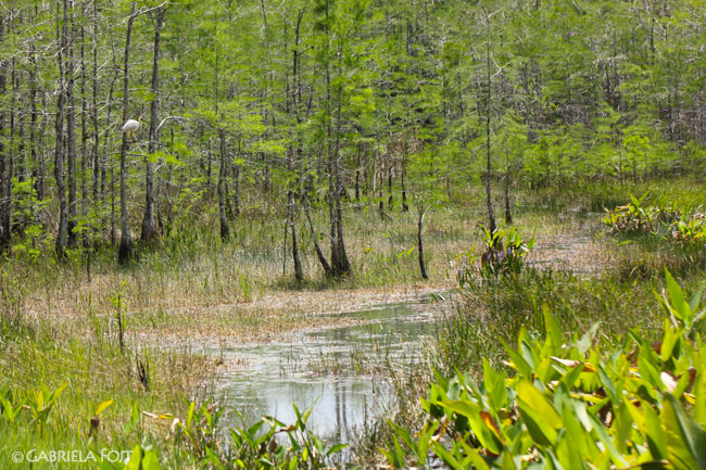 Landscapes of Florida
