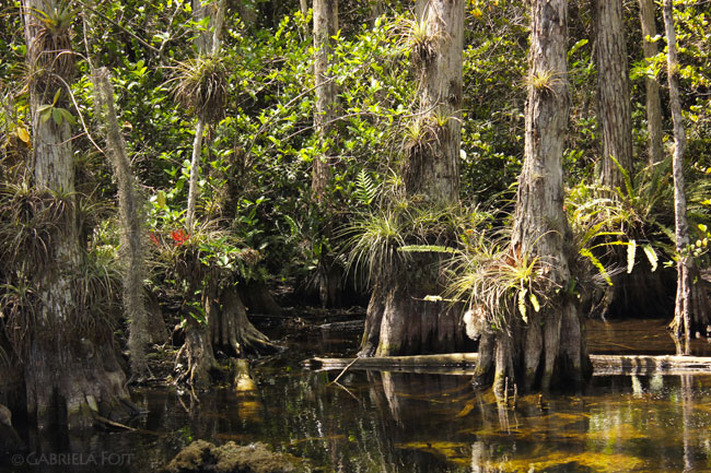 Garden and landscaping ideas in Florida