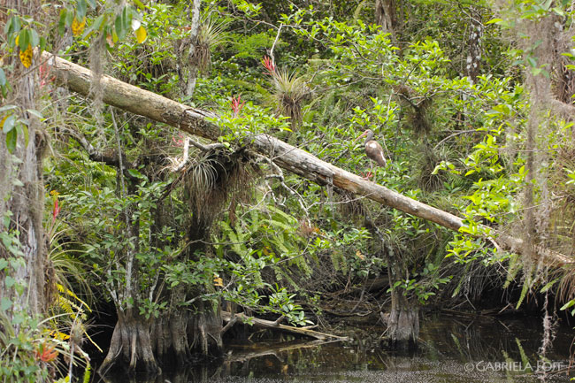 Landscape ideas in South Florida