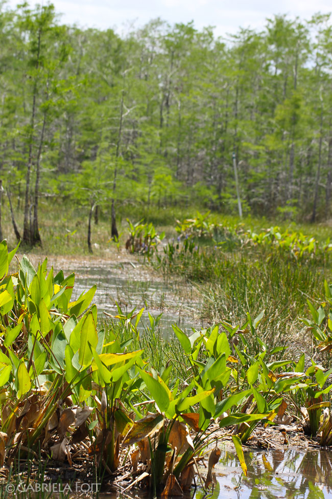 Landscaping ideas in Florida